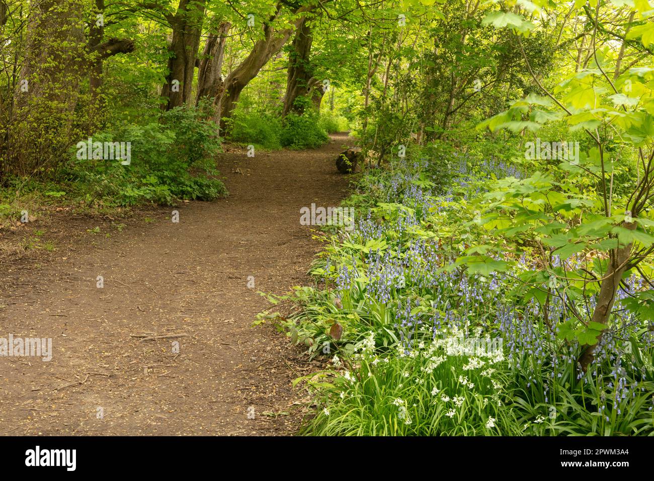 Intimate landscape of day walk path along the River Wandle, South ...