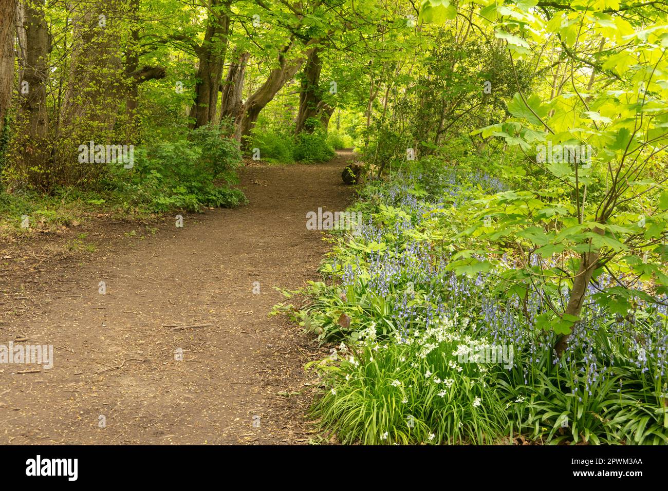 Intimate landscape of day walk path along the River Wandle, South ...