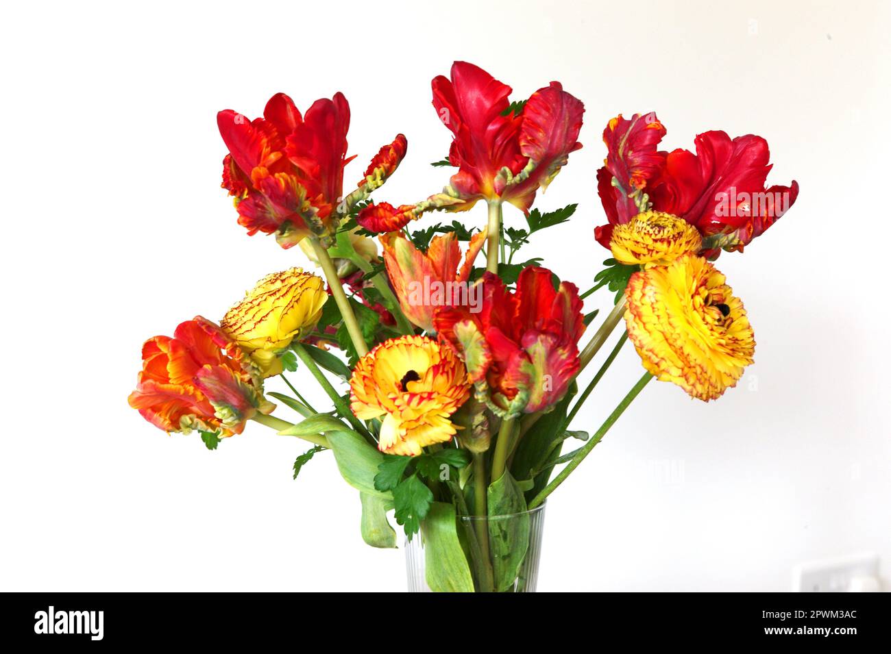 British grown cut flowers with parrot tulips and Ranunculus, UK Stock Photo