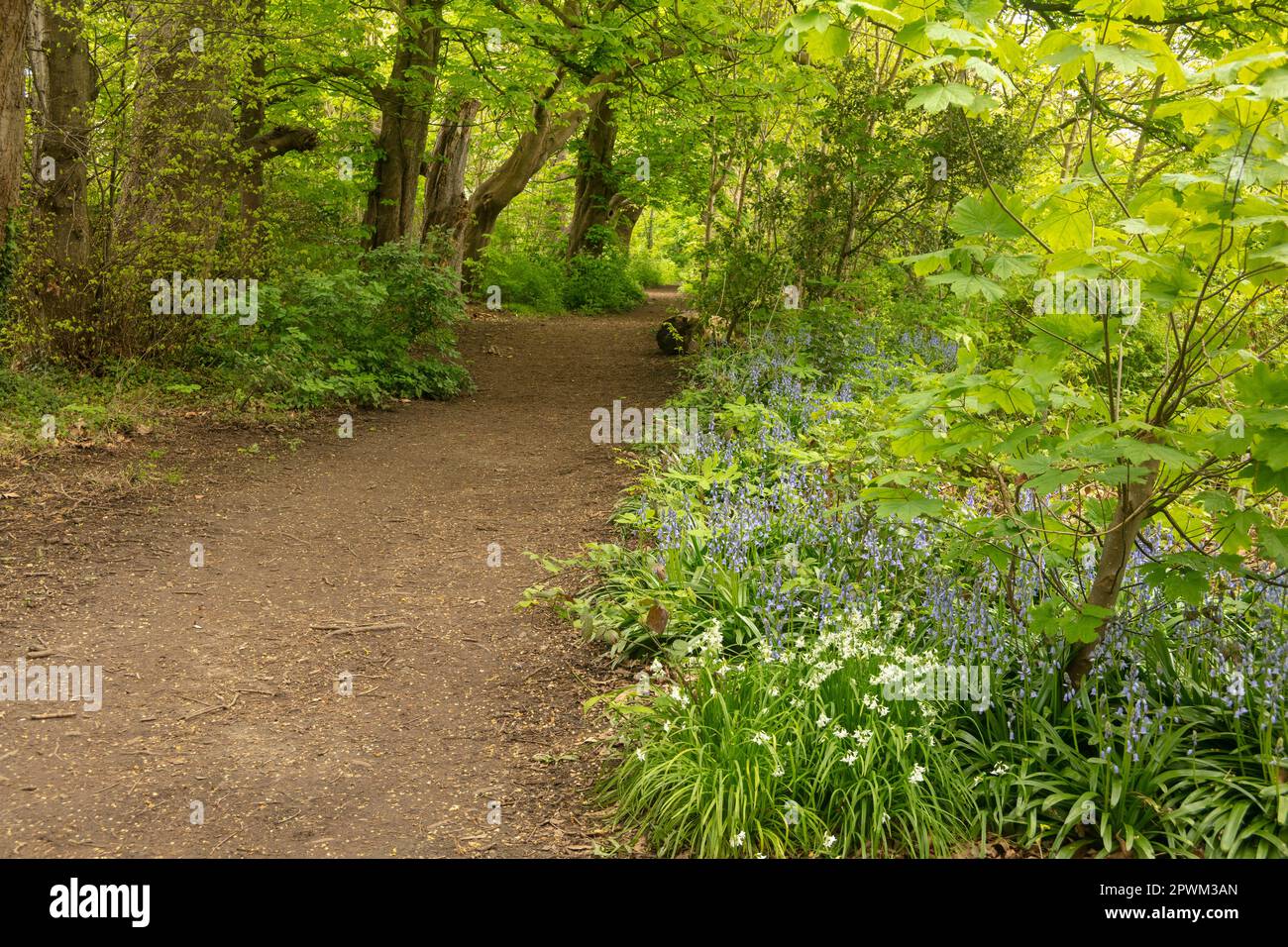 Intimate landscape of day walk path along the River Wandle, South ...