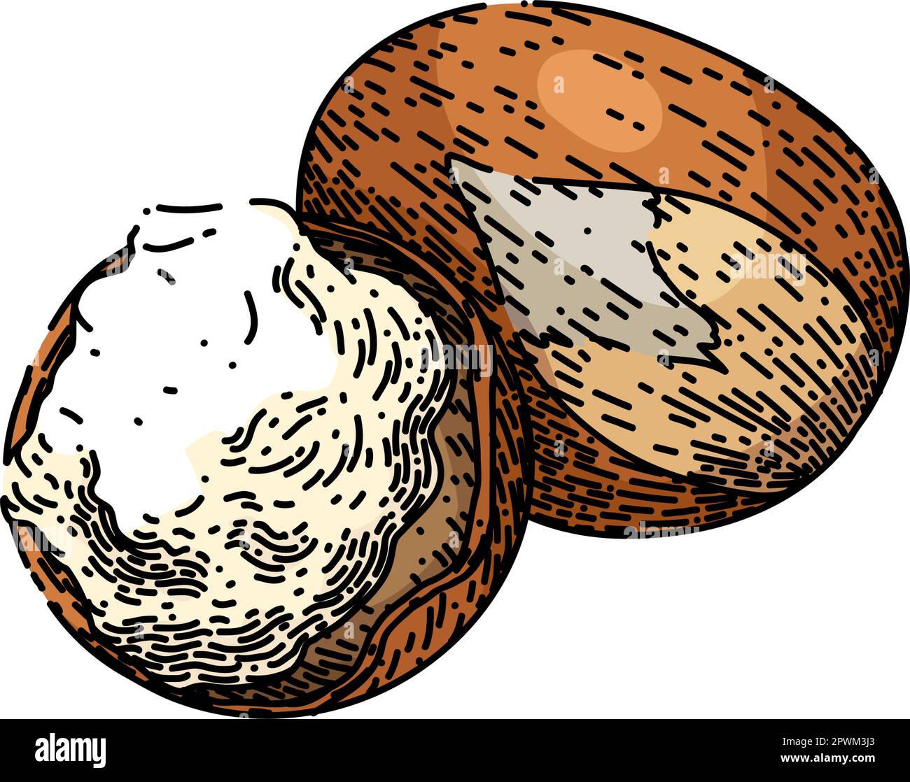 shea butter cosmetic hand drawn. care karite, skin beauty, hair natural