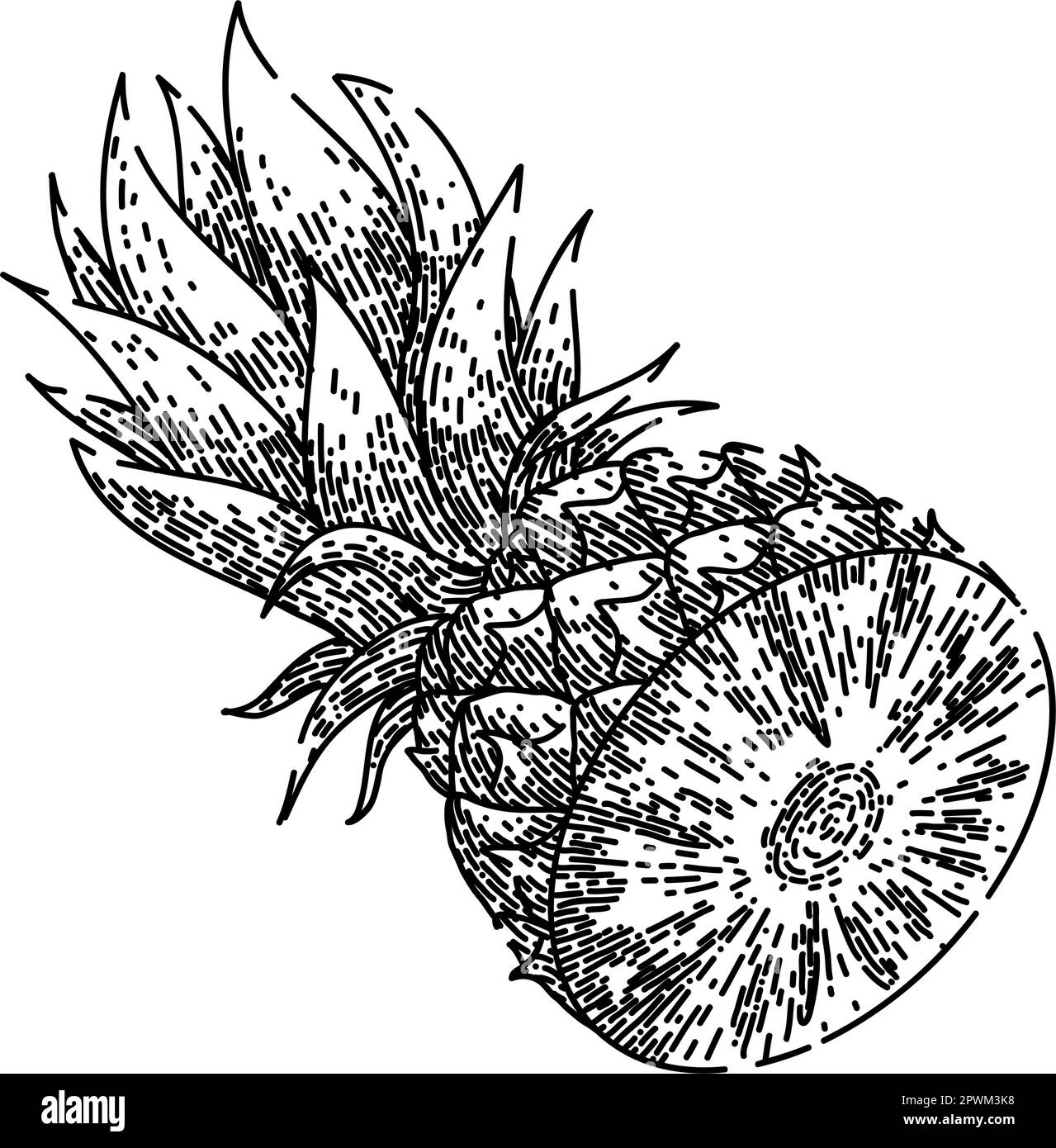 pineapple cut hand drawn. fruit leaf, fresh ripe, ananas sweet, vector piece, green tropical pineapple cut vector sketch. isolated black illustration Stock Vector