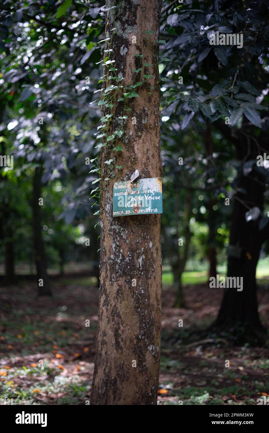 nameplate on a big tree in Bogor Botanical Gardens Stock Photo Alamy