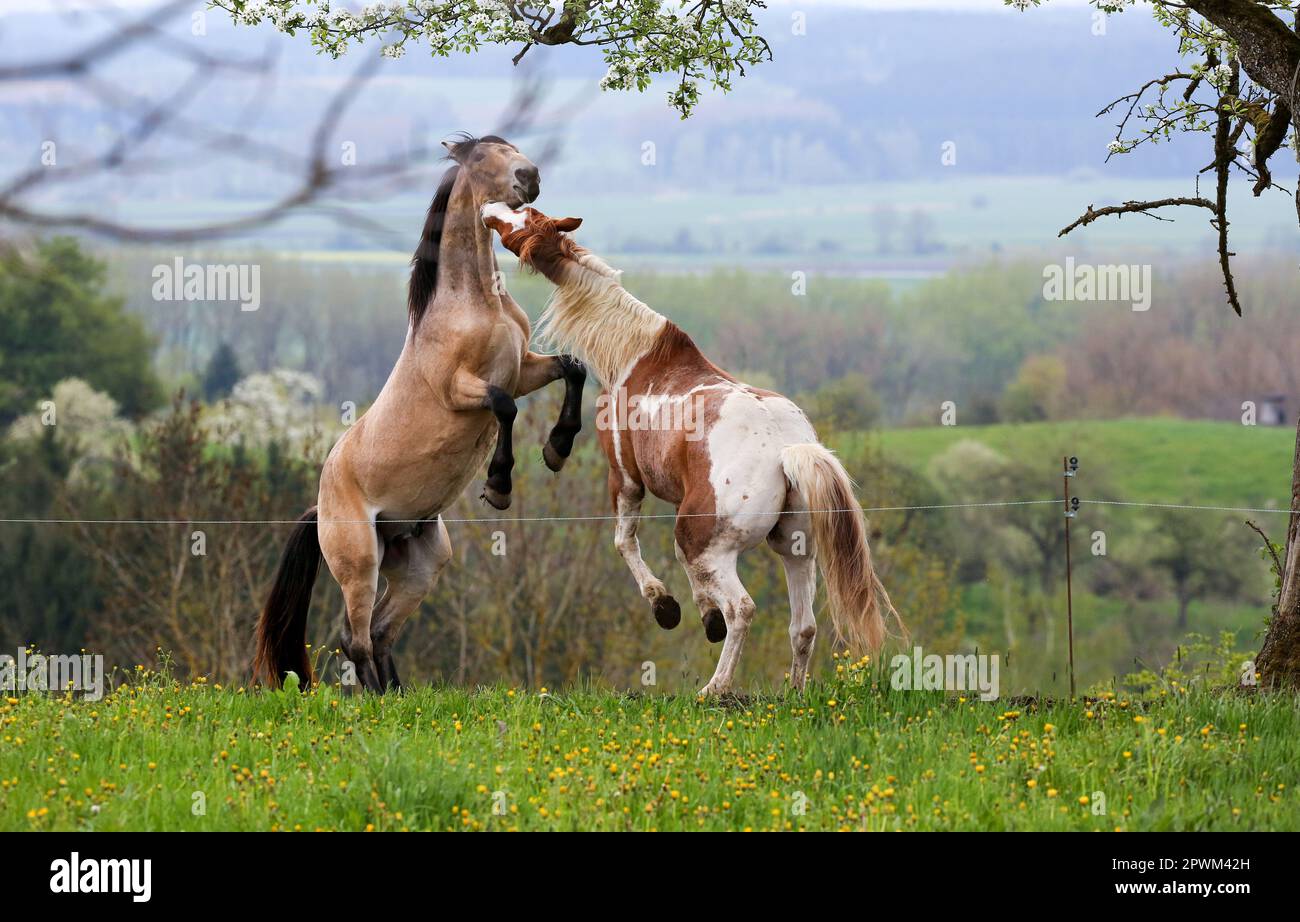Mengen, Germany. 01st May, 2023. Two horses tease each other in a paddock where dandelions are blooming. Credit: Thomas Warnack/dpa/Alamy Live News Stock Photo