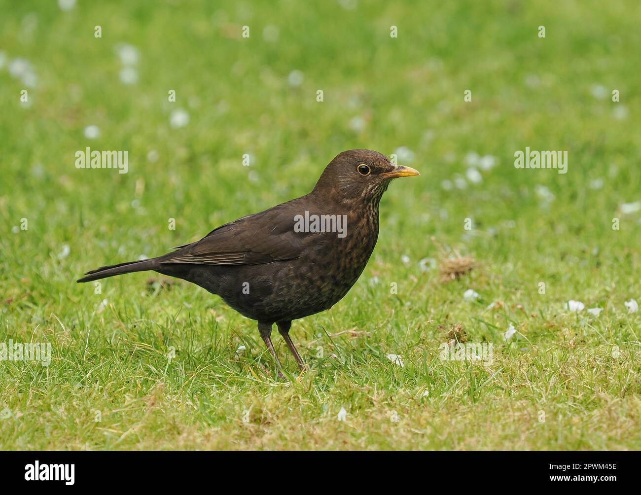 British garden birds worms hi-res stock photography and images - Alamy