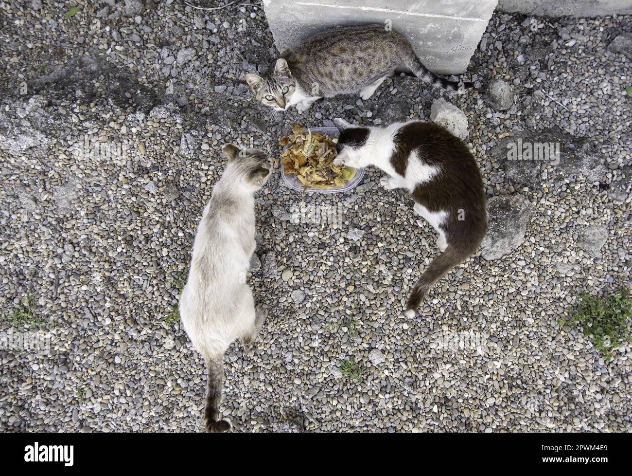 Detail of domestic animals abandoned in the street, animal abuse Stock ...