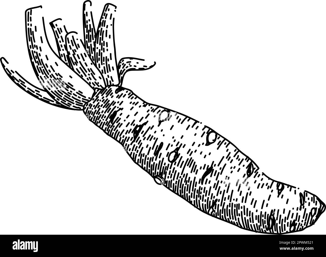wasabi root hand drawn. green sushi, food japan, ingredient asian ...