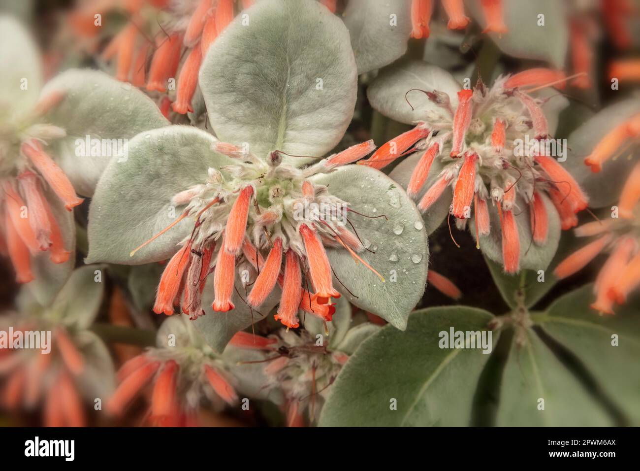 Natural close up plant portrait of interesting Sinningia canescens, Brazilian Edelweiss, in flower Stock Photo