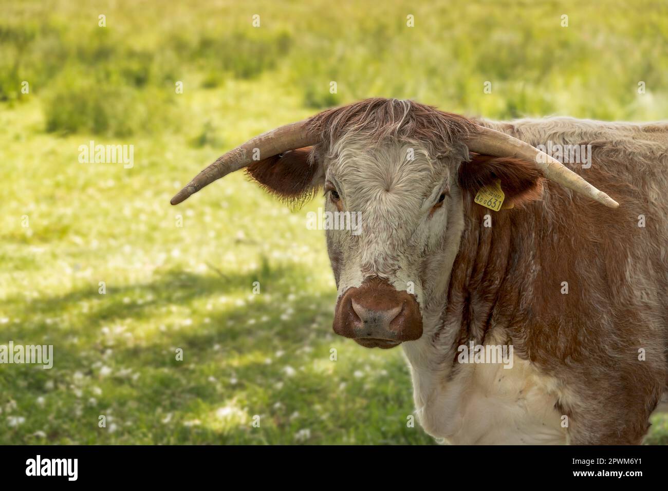 An Oxford Cow Stock Photo