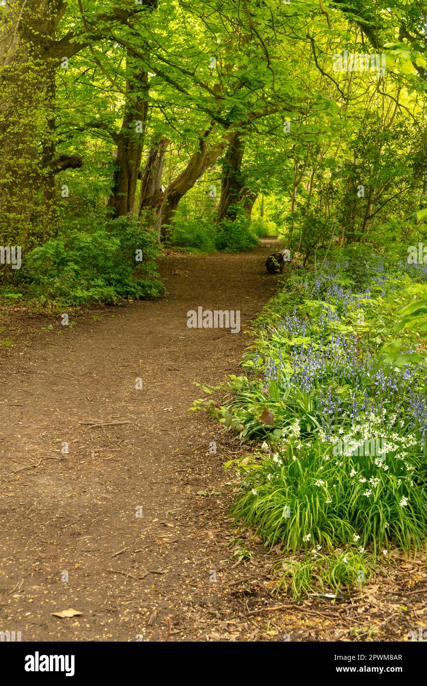 Intimate landscape of day walk path along the River Wandle, South ...