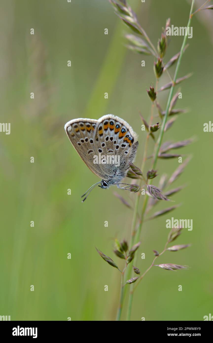 Brown argus butterfly on a plant . Brown small butterfly with orange ...