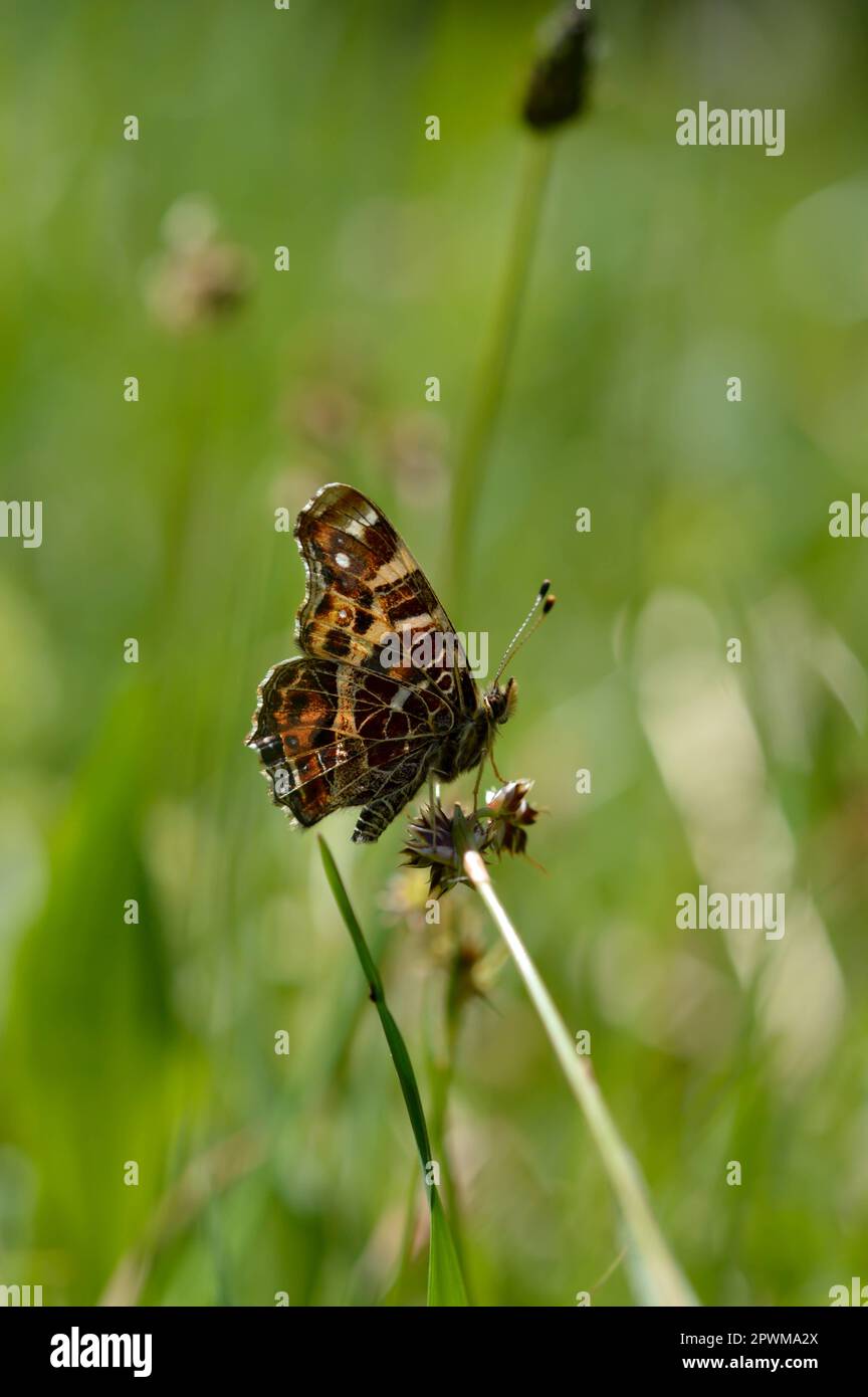 The Map Araschnia Levana Is A Butterfly Of The Family Nymphalidae the-map-araschnia-levana-is-a-butterfly-of-the-family-nymphalidae