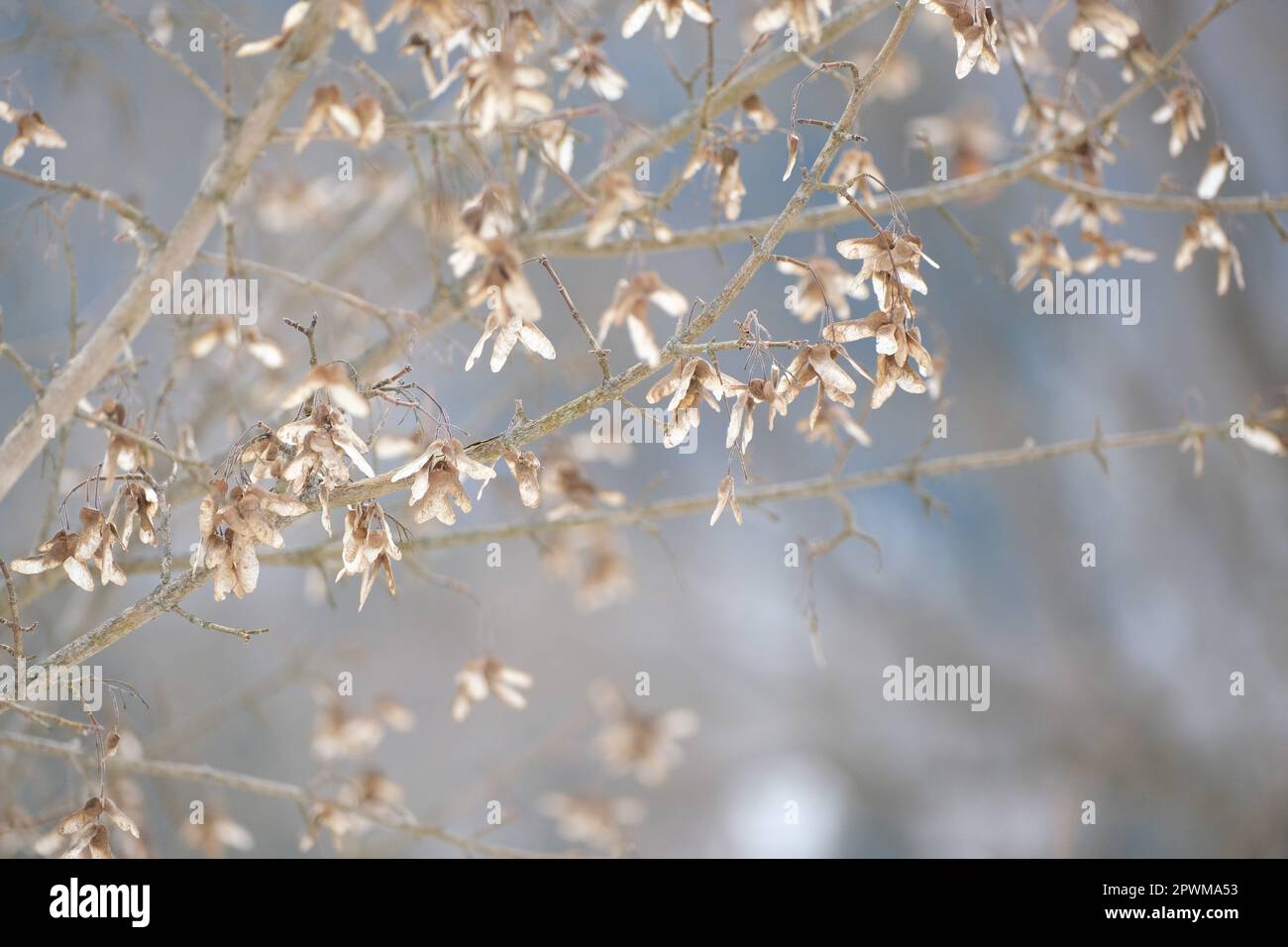 Dry maple seeds hi-res stock photography and images - Alamy