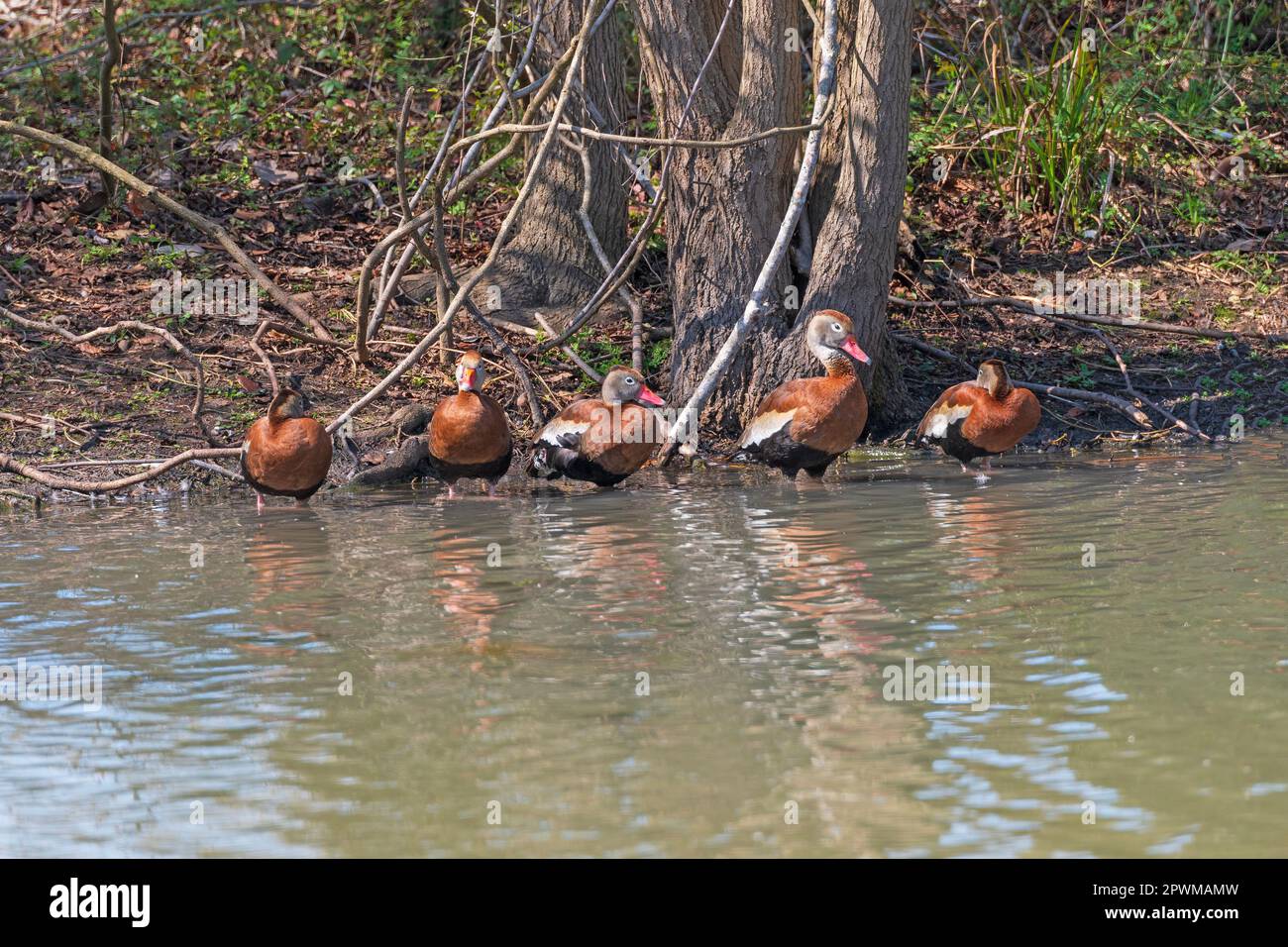 Black Bellied Whistling Ducks on a Bayou Shore on Elm Lake in Brazos Bend State Park in Texas Stock Photo