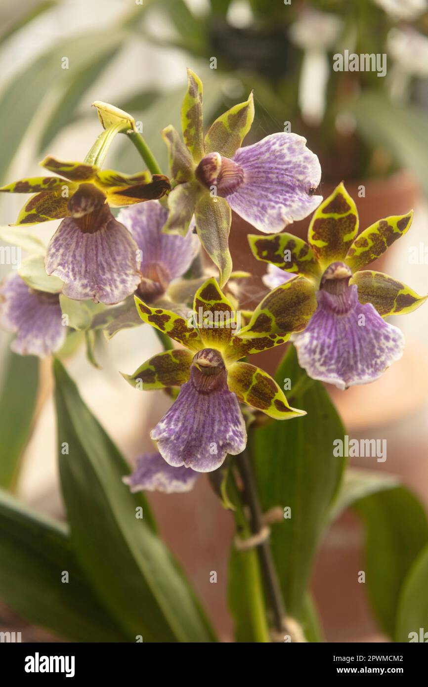 Glorious Odontoglossum Redskin (Orchid) in flower. Natural close up flowering plant portrait Stock Photo