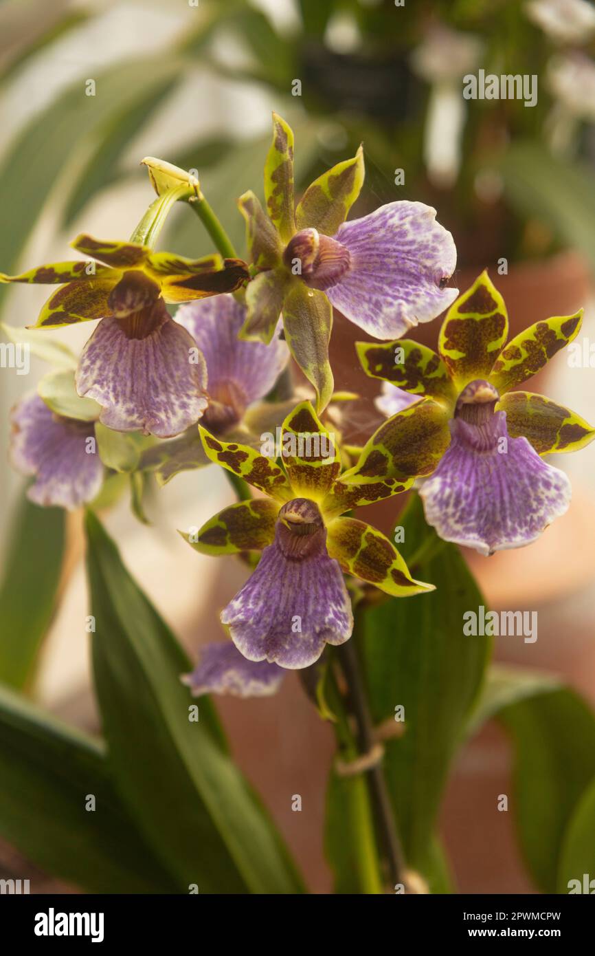 Glorious Odontoglossum Redskin (Orchid) in flower. Natural close up flowering plant portrait Stock Photo