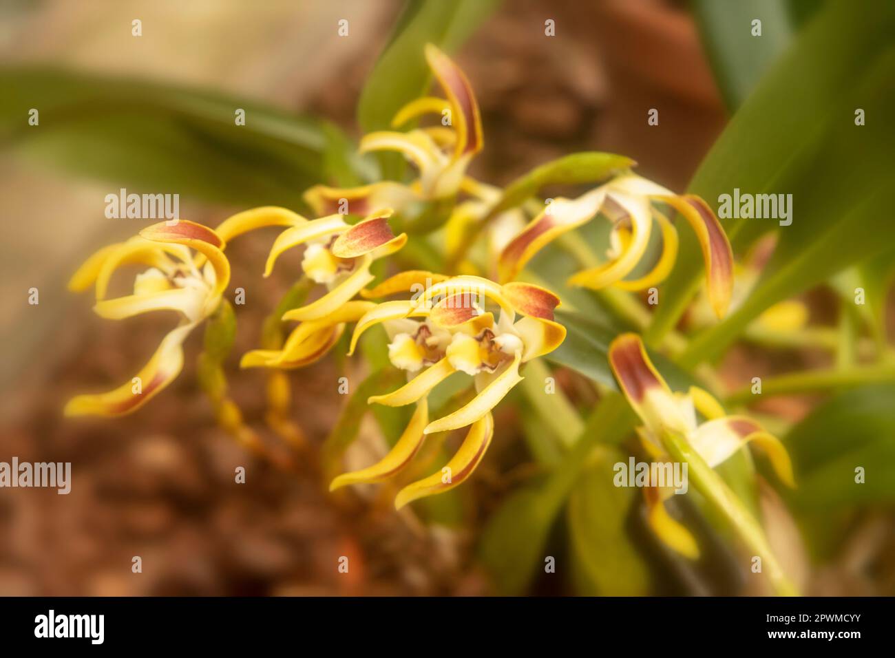 Interesting Maxillaria Luteoalba (Orchid) in flower,. Natural close up flowering plant portrait Stock Photo