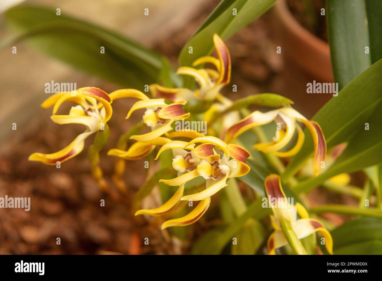 Interesting Maxillaria Luteoalba (Orchid) in flower,. Natural close up flowering plant portrait Stock Photo