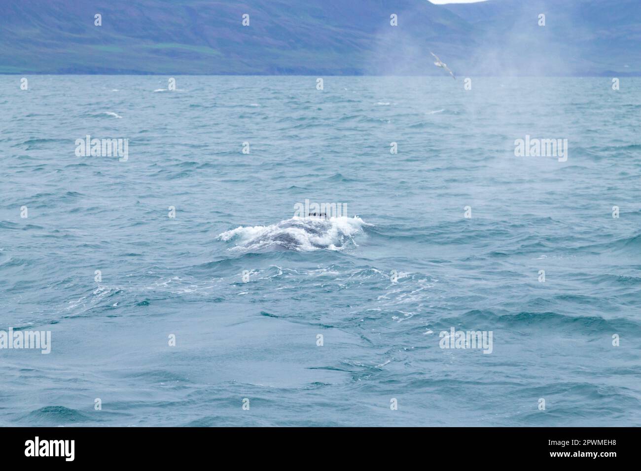 Whale watching from Akureyri, Iceland. Whale in water. Wildlife Stock