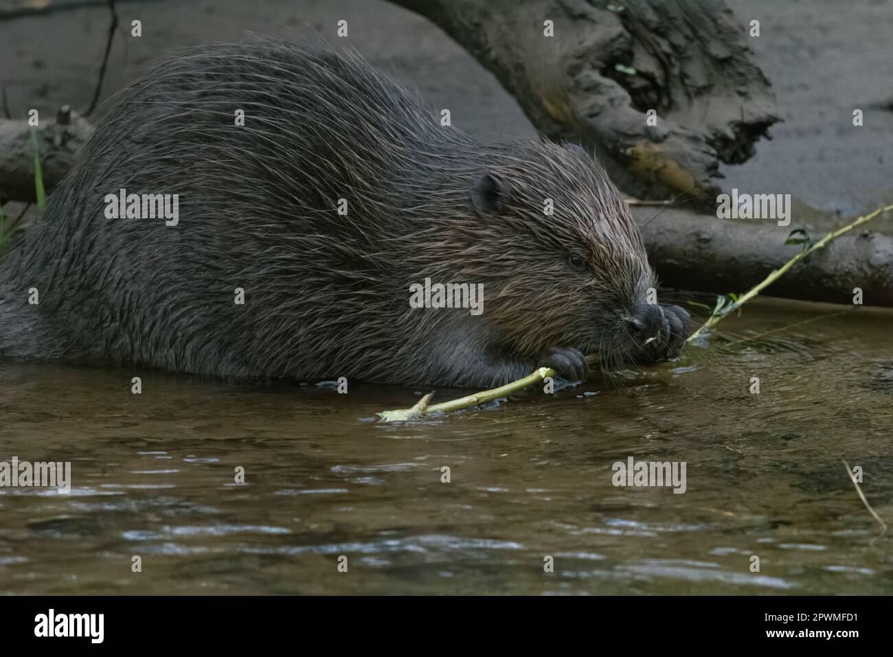 Eurasian/European Beaver (Castor fiber), River Tay, Perthshire