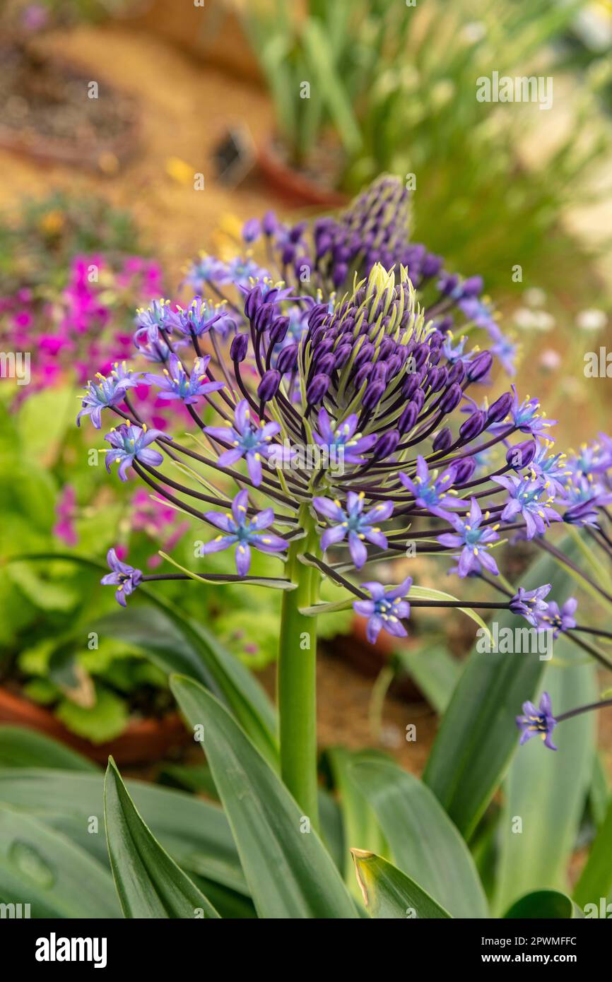Stunningly beautiful Scilla Peruviana, Portuguese Squill, Cuban Lily, flowers. Natural close up / macro flowering plant portrait Stock Photo