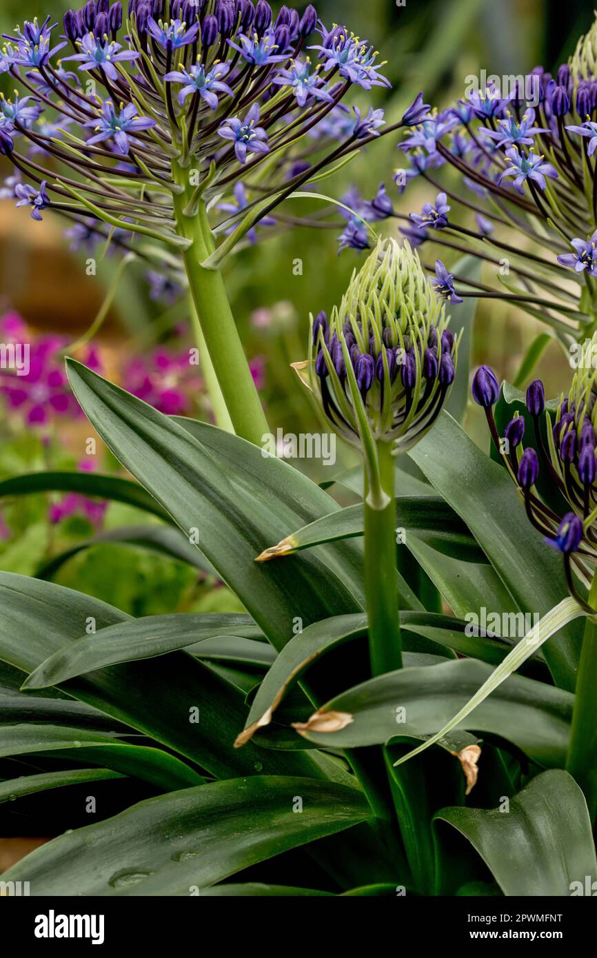 Stunningly beautiful Scilla Peruviana, Portuguese Squill, Cuban Lily, flowers. Natural close up / macro flowering plant portrait Stock Photo