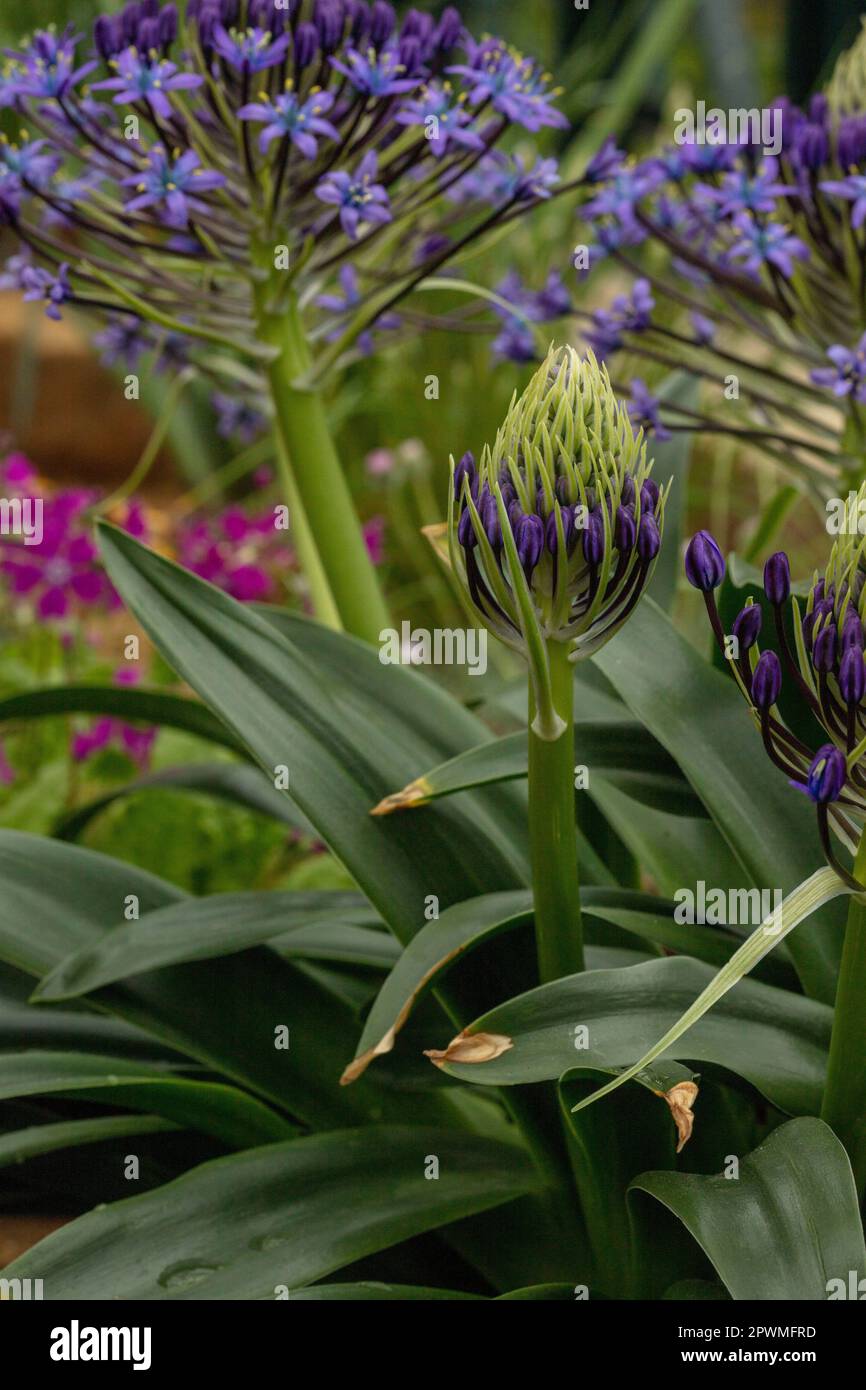Stunningly beautiful Scilla Peruviana, Portuguese Squill, Cuban Lily, flowers. Natural close up / macro flowering plant portrait Stock Photo