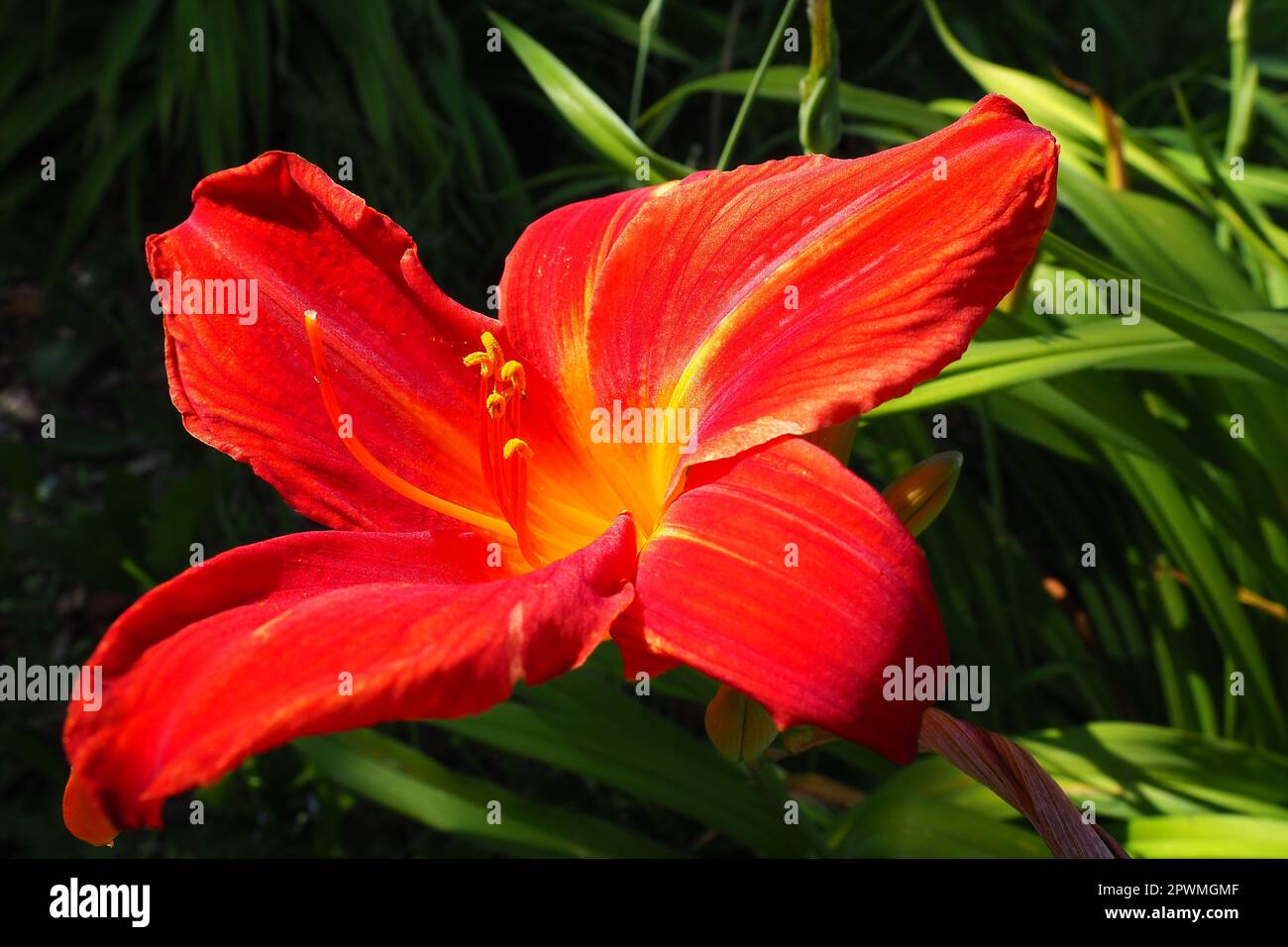 Hemerocallis hybrid Anzac is a genus of plants of the Lilaynikov family Asphodelaceae. Beautiful red lily flowers with six petals. Long thin green lea Stock Photo