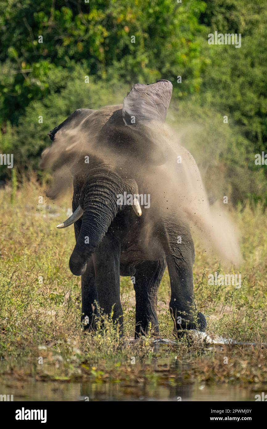 African elephant stands shaking dust off body Stock Photo - Alamy
