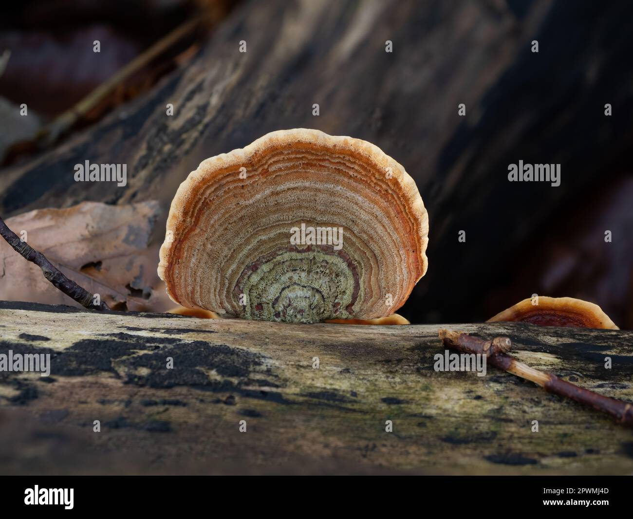 Turkeytail fungus on decaying log in English Woodland. Stock Photo