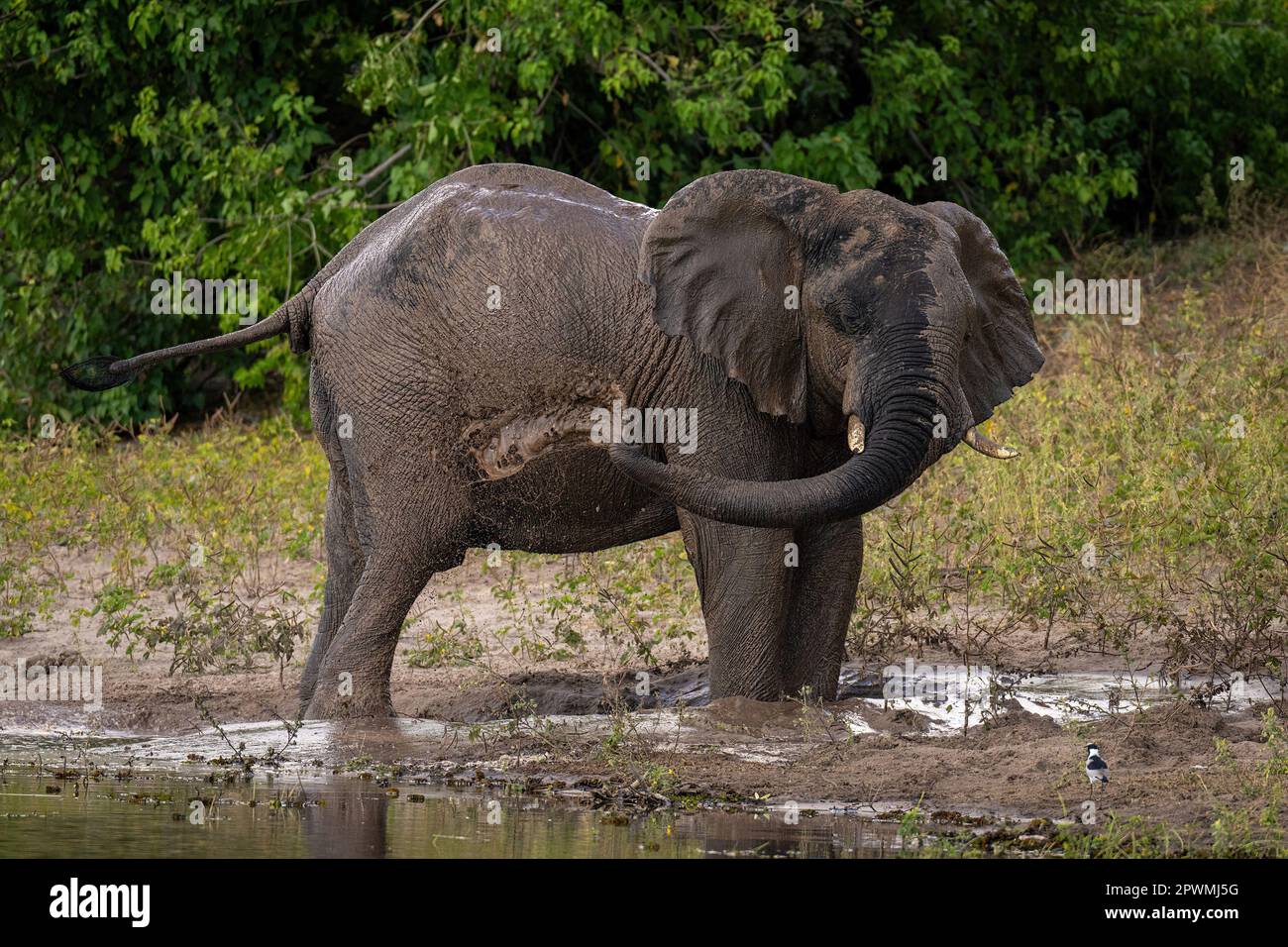 African elephant throwing muddy water over side Stock Photo Alamy