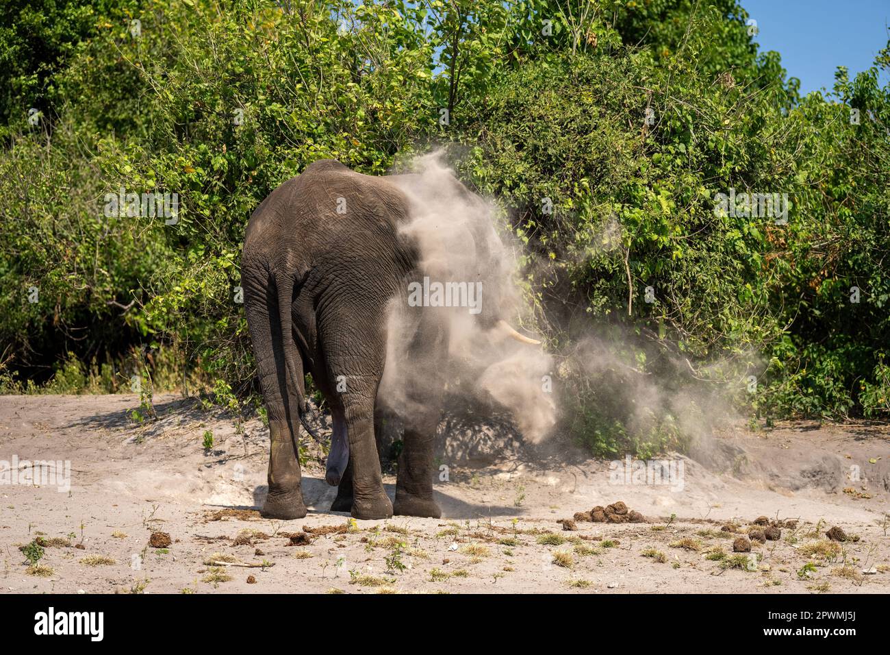 African elephant stands tossing sand over body Stock Photo - Alamy