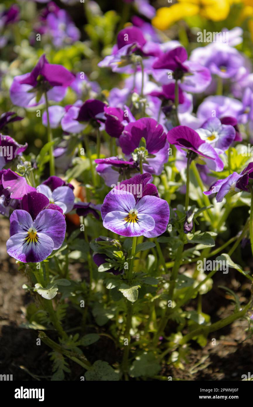 Pansies aka pansy violets (Viola tricolor hortensis) Image ID