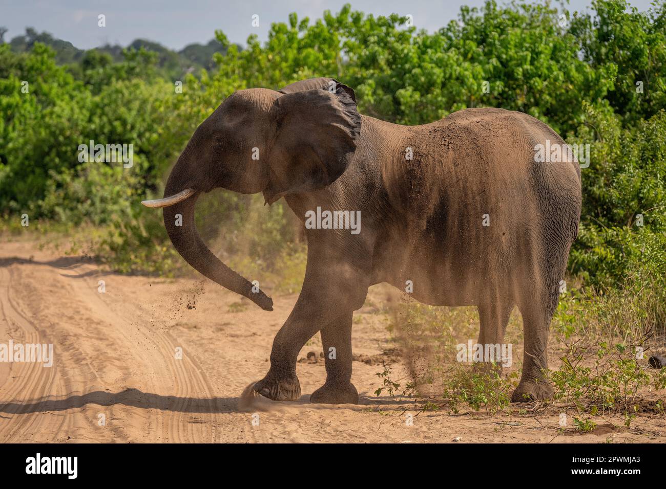 African elephant stands shaking soil off back Stock Photo - Alamy