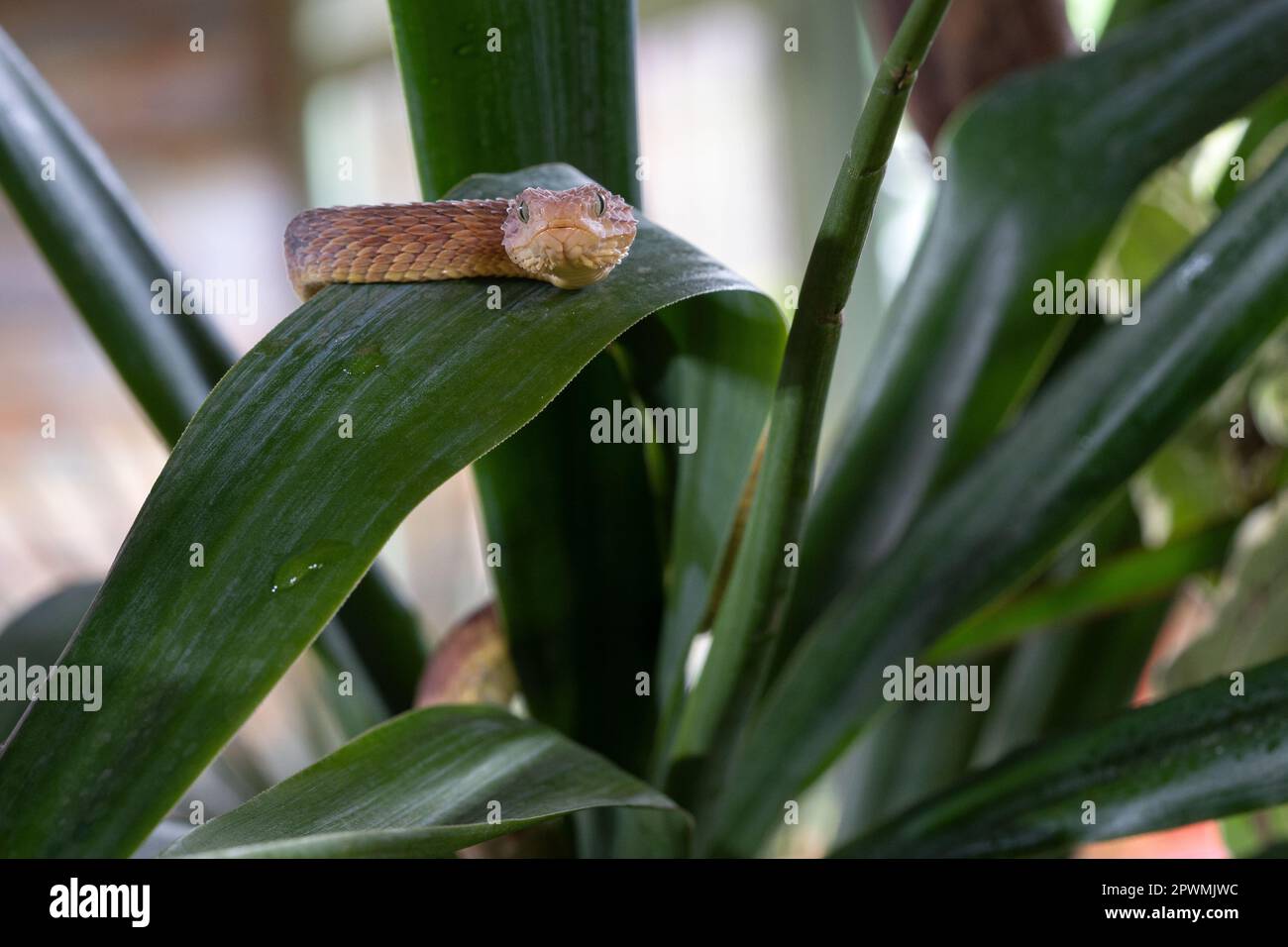 Close up image of Leaf viper (Atheris squamigera) Stock Photo