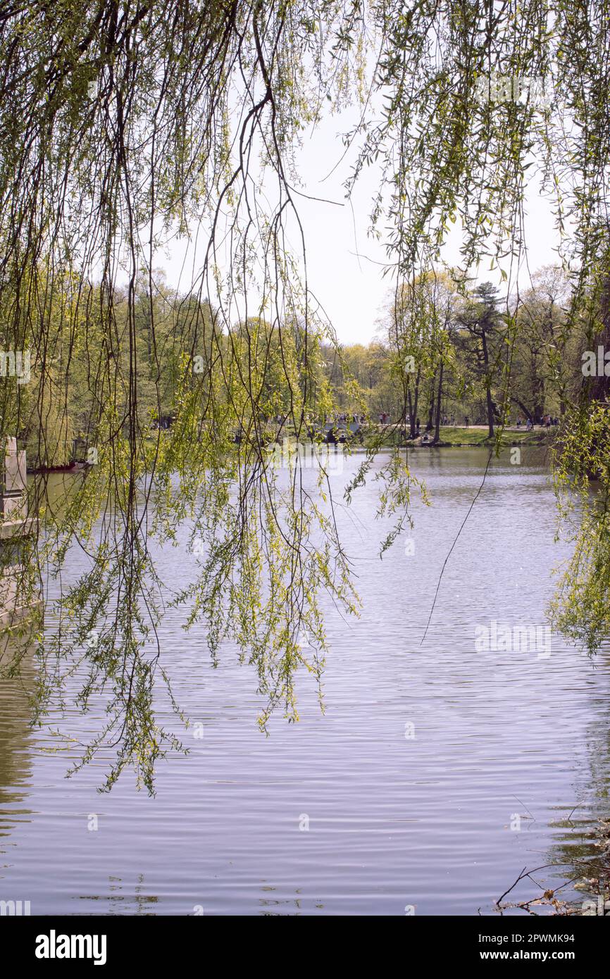 Weeping willow tree at urban park-Image ID: 2PWMK94 Stock Photo - Alamy