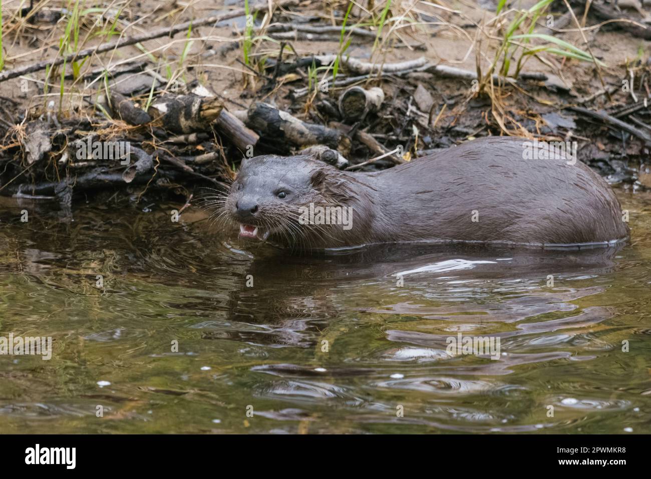 European otter (Lutra lutra), River Tay, Perthshire, Scotland, UK. Stock Photo