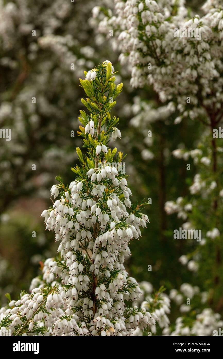 Brilliant Erica x Veitchii 'gold tip’ glowing in spring sunshine. Natural close-up flowering plant port Stock Photo