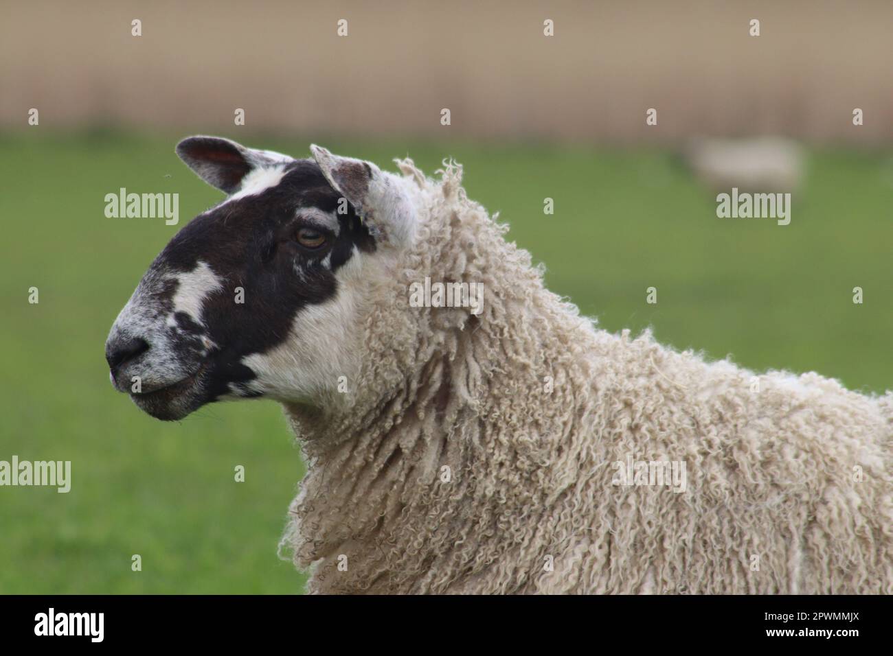 Sheep in close up Stock Photo