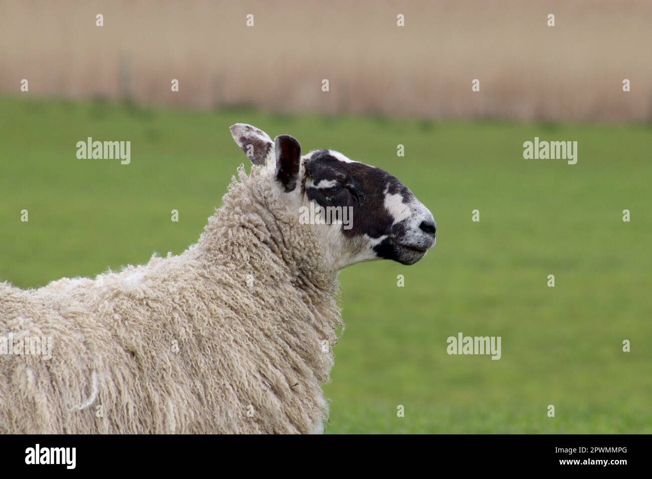 Sheep in close up Stock Photo