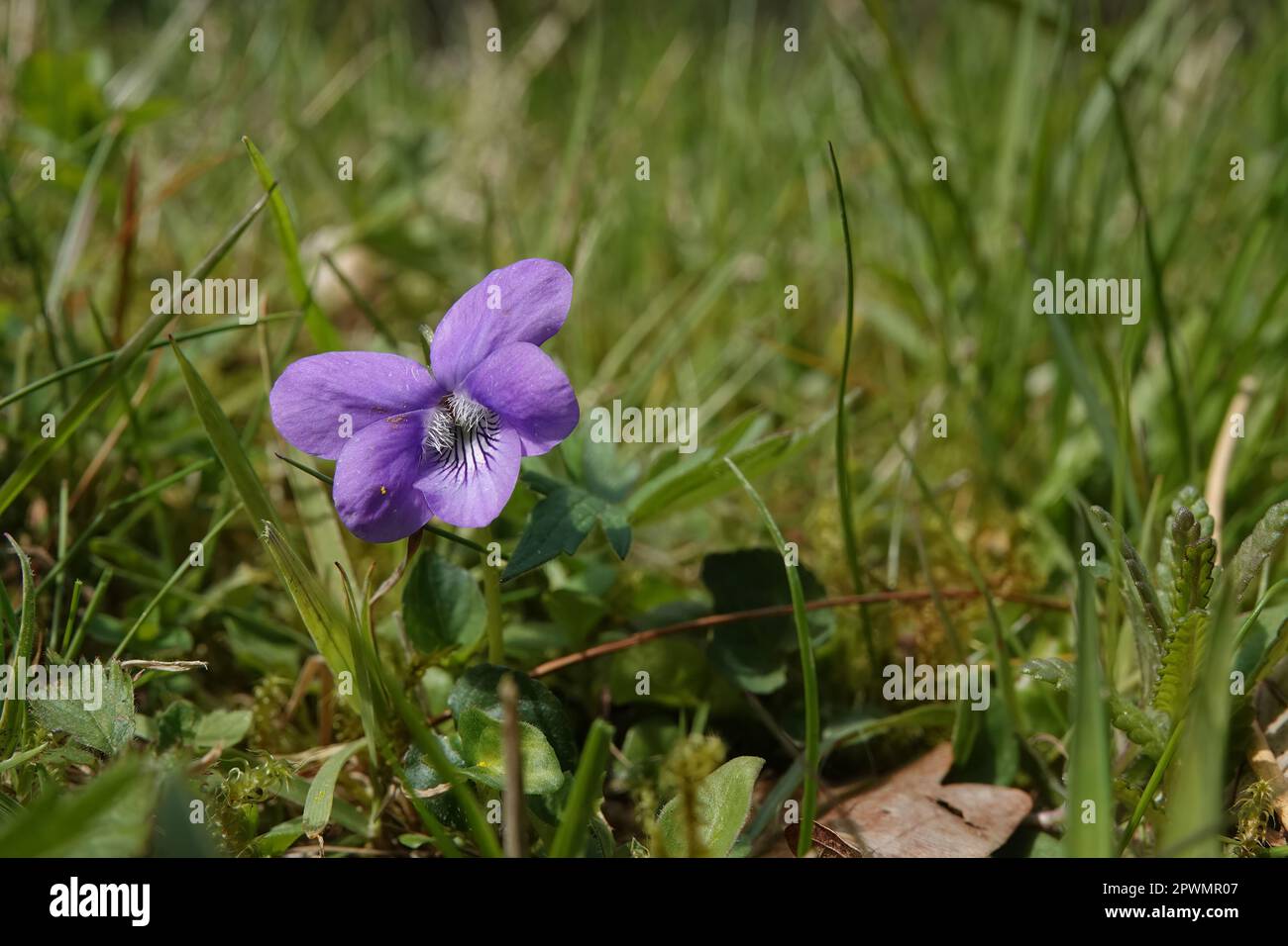 Natural detailed closeup on a light blue Common Dog-Violet, Viola riviniana wildflower Stock Photo