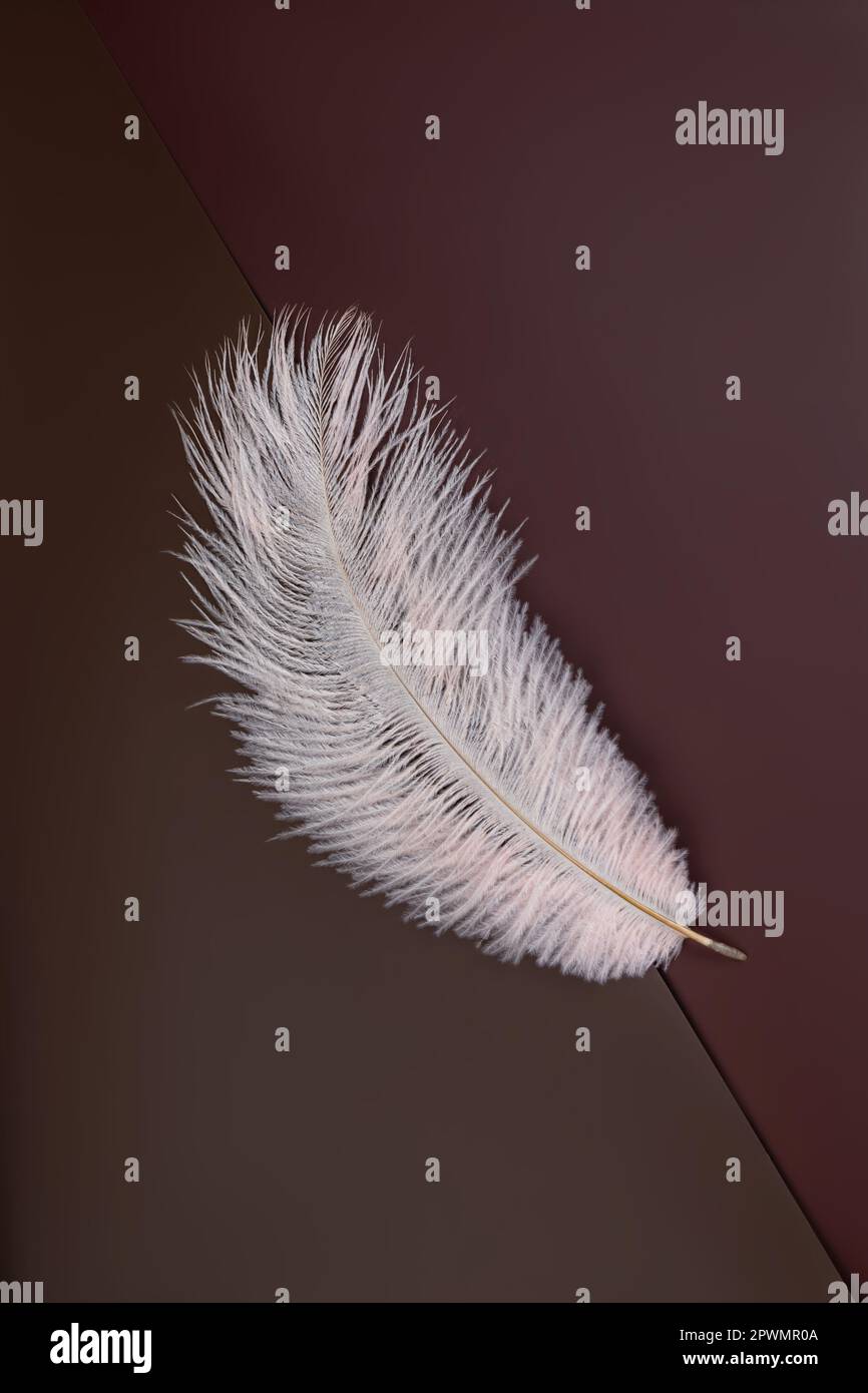 white shoft feather isolated on dark brown background Stock Photo