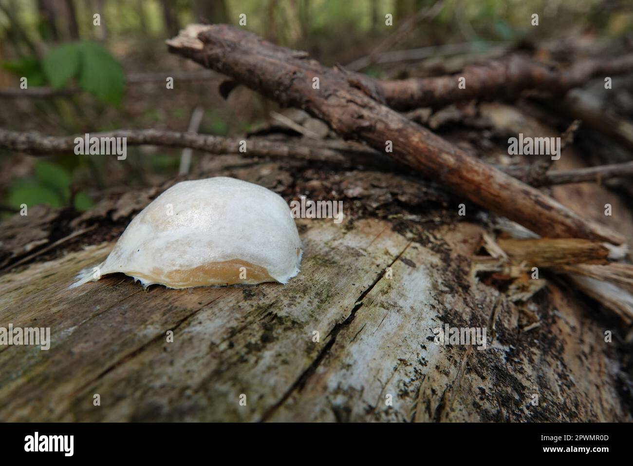 Natural Closeup on a white slime mould or Myxogastria, Enteridium lycoperdon or False Puffball in the forest Stock Photo
