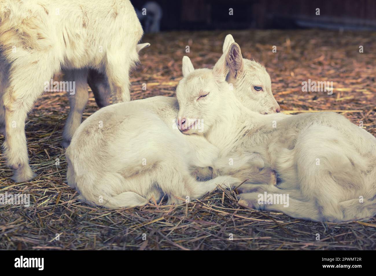 Baby goats sleeping on a hay on animal farm Stock Photo Alamy