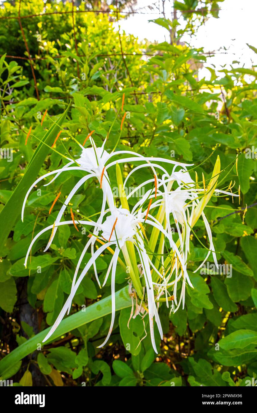 Hymenocallis caribaea caribbean spider-lily unique style white flower on blue green nature background in Playa del Carmen Quintana Roo Mexico. Stock Photo
