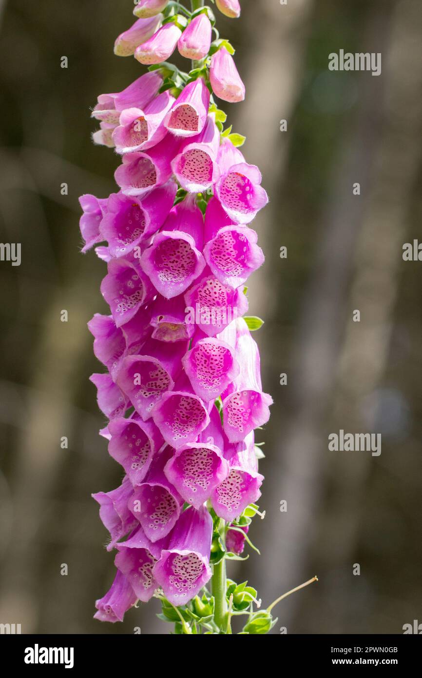 Red Foxglove Flower in closup. Blurred Background. Macro shot of a poisonous foxglove plant. In Example for background, wall paper and canvas. Stock Photo