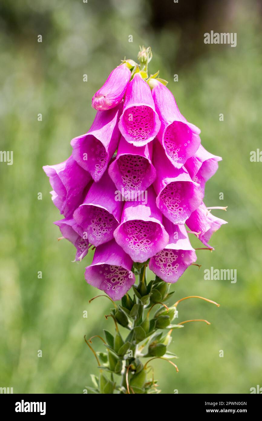 Red Foxglove Flower in closup. Blurred Background. Macro shot of a poisonous foxglove plant. In Example for background, wall paper and canvas. Stock Photo