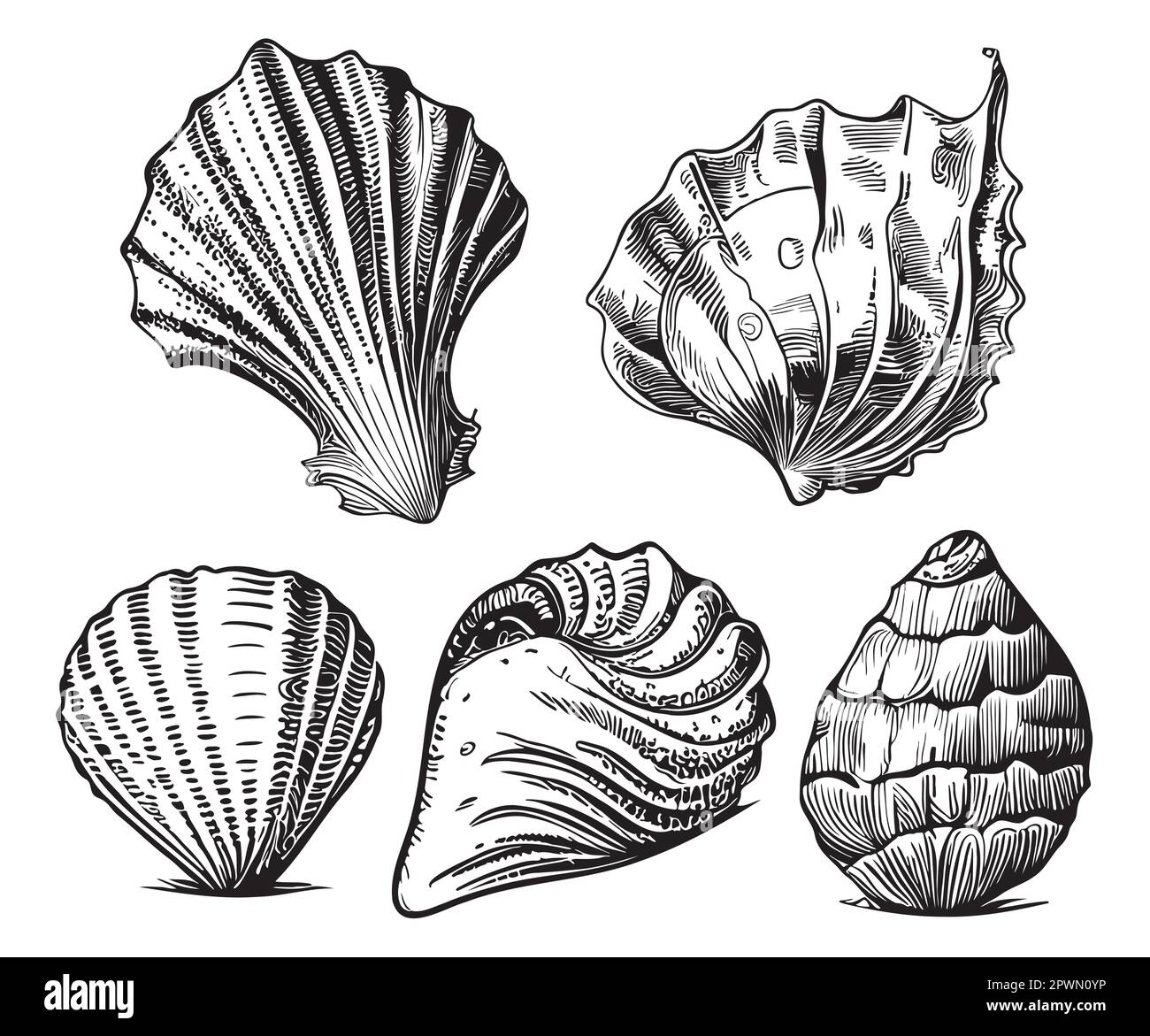 Seashell collection hand drawn sketch illustration Sea animals