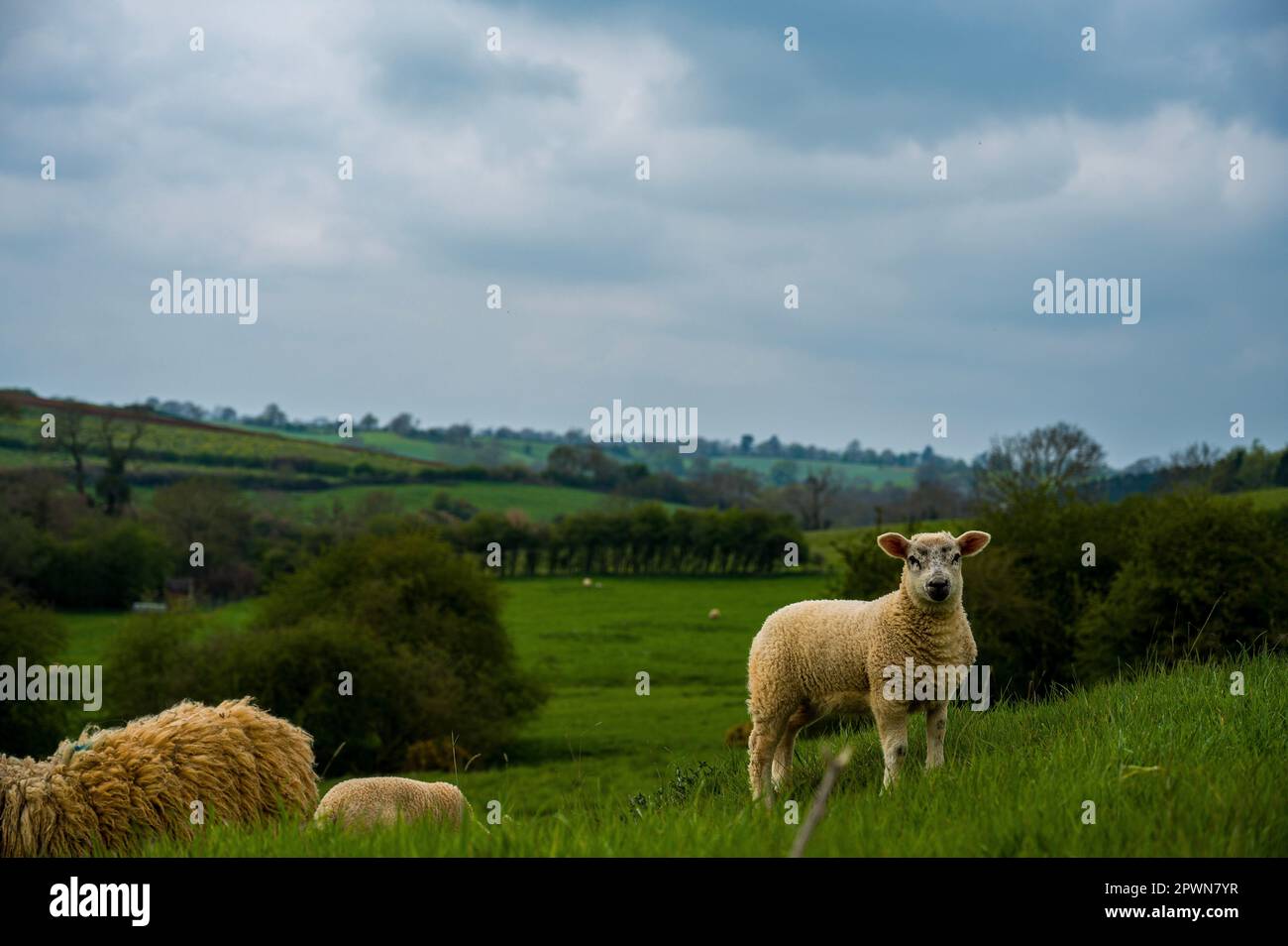 Lamb with mother in a field Stock Photo - Alamy