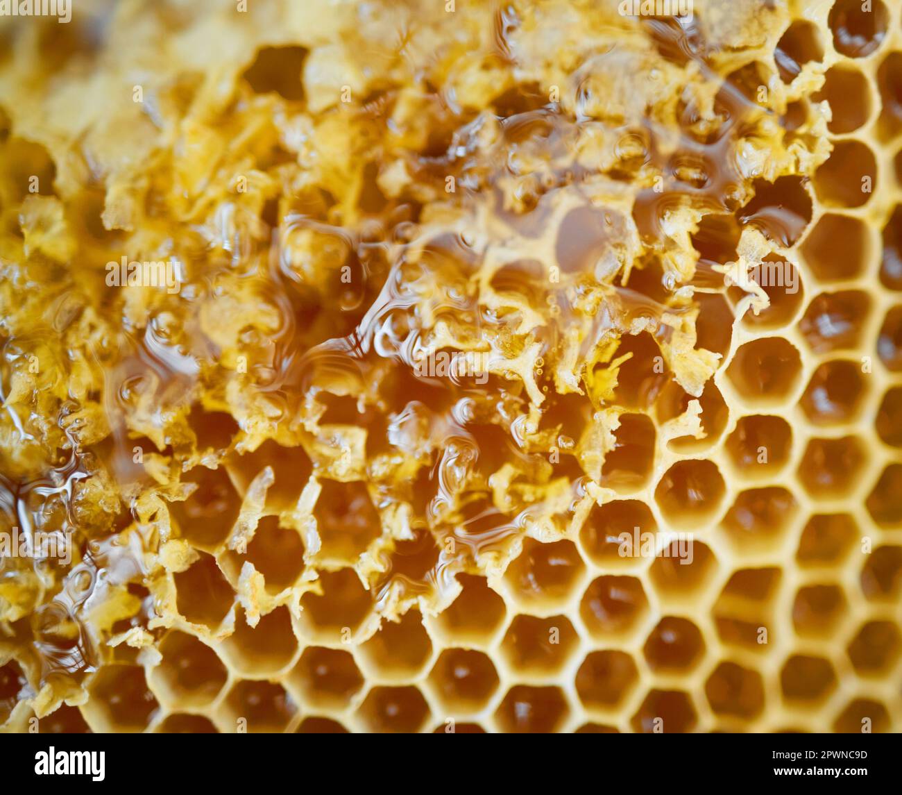 Honey, natural and closeup with gold, healthy and organic